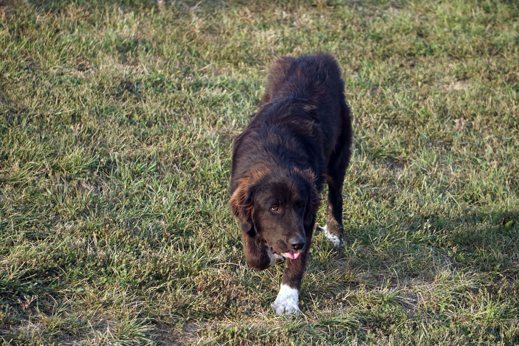 22-09-22 PVSB Dog.jpg